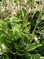 Hieracium Exotericum, fam. Asteracees (1) (Photo F. Mrugala)